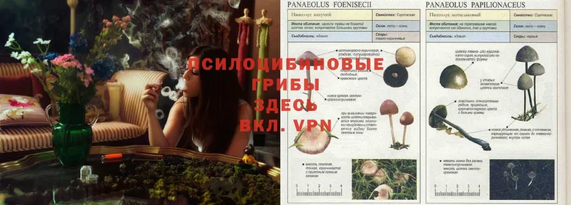 Псилоцибиновые грибы Magic Shrooms  где продают   Анапа 